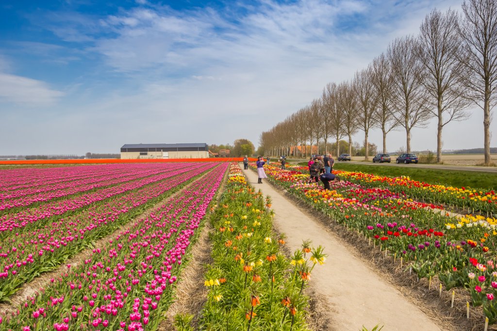 velden met bloemen